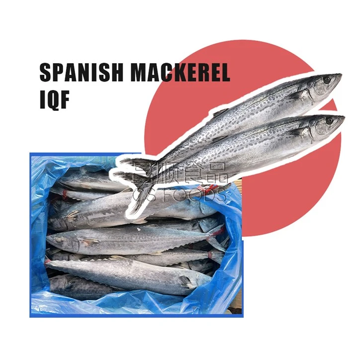 AA Frozen Spanish Mackerel