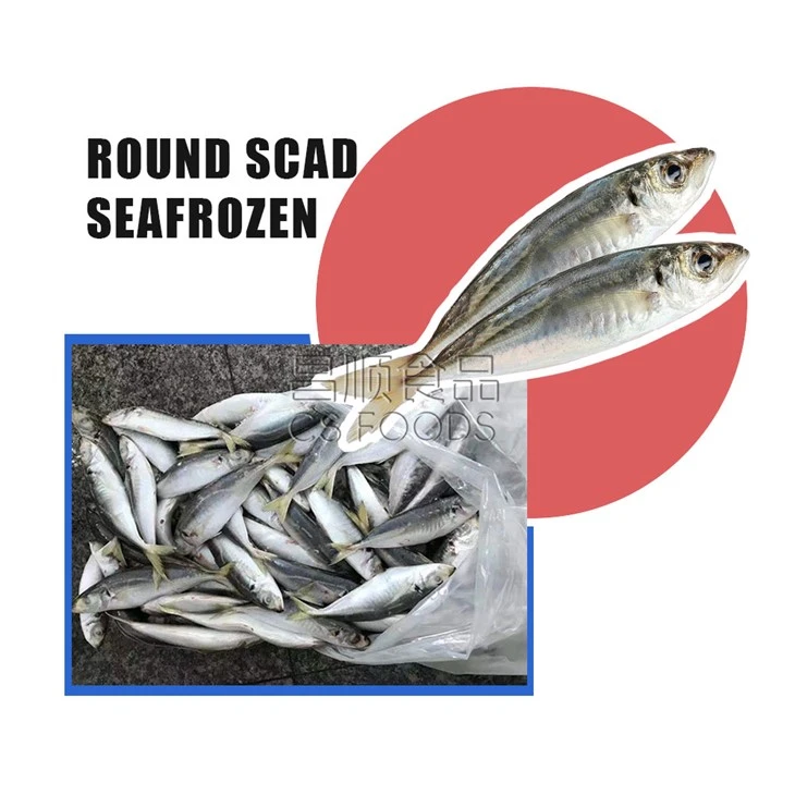 Seafrozen Balang Fish
