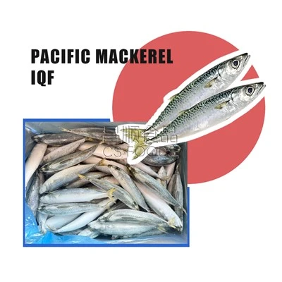 Makrela Pacyfiku IQF